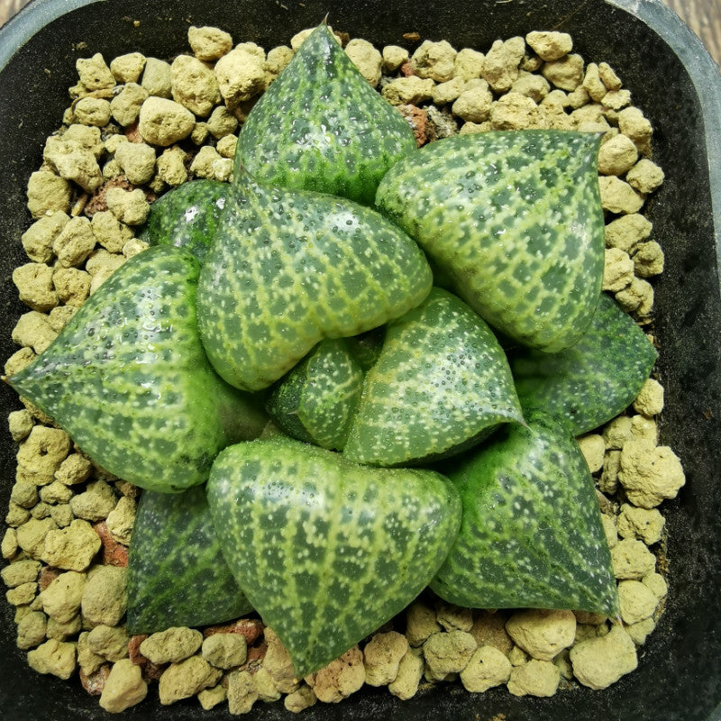 whale succulent Real Live Succulent Cactus Plant : Haworthia Comptoniana White Whale