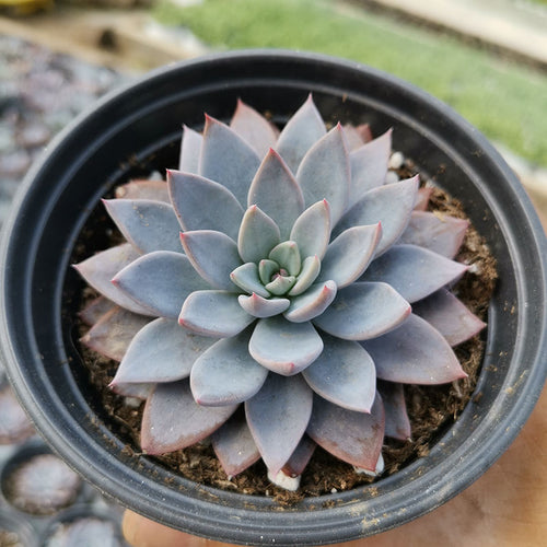 Graptopetalum rusbyi (Greene) Rose : Real Live Succulent Cactus Plant