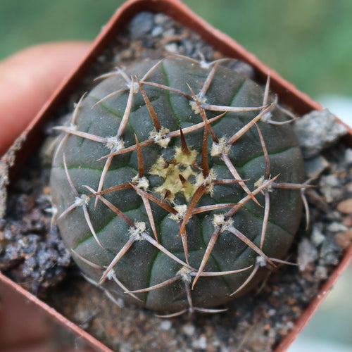 Real Live Succulent Cactus Plant :  Gymnocalycium riojense