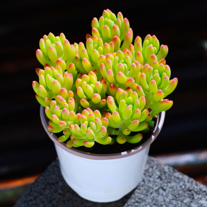 Real Live Succulent Cactus Plant :  Sedum 'Lemon Finger'