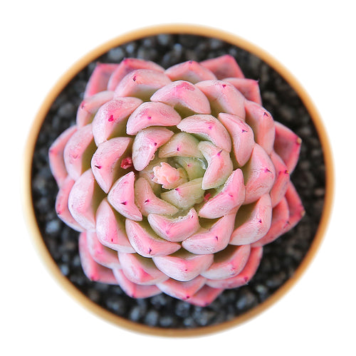 Real Live Succulent Cactus Plant : 'DONGTING'