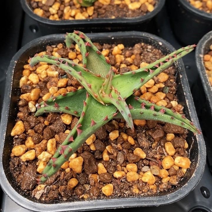 Real Live Succulent Cactus Plant :  Aloe Castilloniae