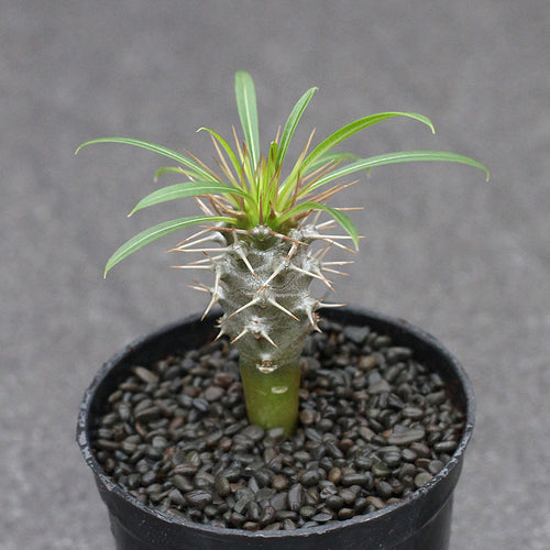 Real Live Succulent Cactus Plant :  Pachypodium baronii Madagascar palm
