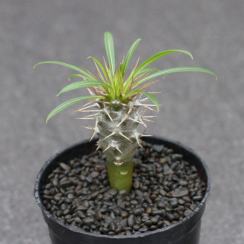 Real Live Succulent Cactus Plant :  Pachypodium baronii Madagascar palm