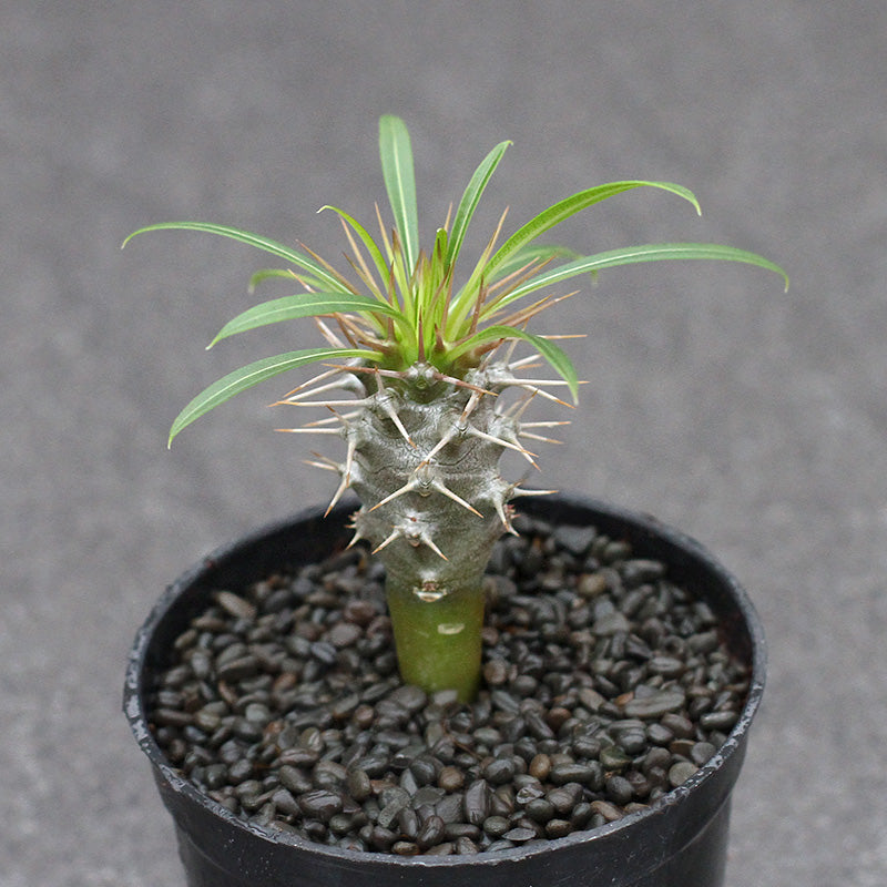 madagascar succulent Real Live Succulent Cactus Plant : Pachypodium baronii Madagascar palm – Succulent Zone