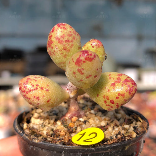 Adromischus marianae 'Spots' : Real Live Succulent Cactus Plant
