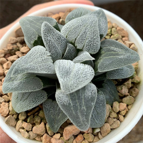 Real Live Succulent Cactus Plant :  Haworthia Silver Railway