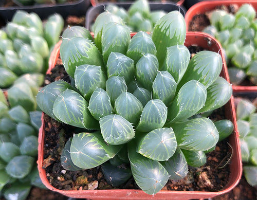 Haworthia cooperi var. dielsiana (Poelln.) M. B. Bayer : Real Live Succulent Cactus Plant