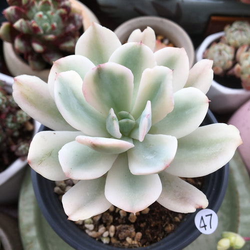 Real Live Succulent Cactus Plant :  Echeveria zahnii 'Hoveyi'