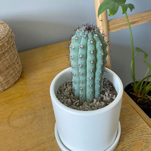 Real Live Succulent Cactus Plant :  Cipocereus Bradei