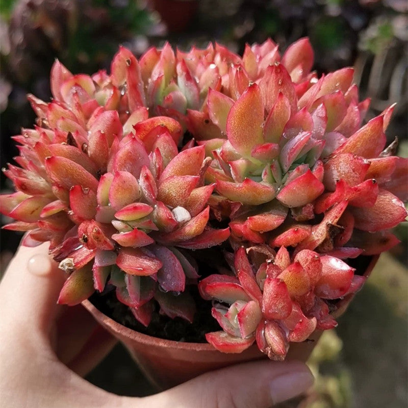 luella succulent Real Live Succulent Cactus Plant : Echeveria Luella cristata