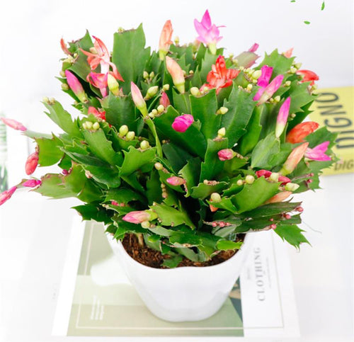 Real Live Succulent Cactus Plant :  Schlumbergera truncata False Christmas Cactus Thanksgiving Cactus Crab Cactus