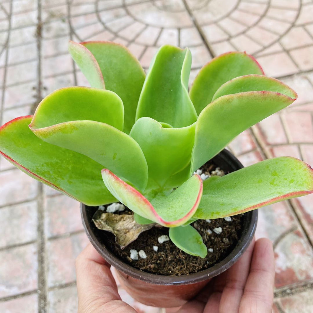 live cactus indoor plant Real Live Succulent Cactus Plant : Echeveria 'Lemon Prince' – Succulent Zone