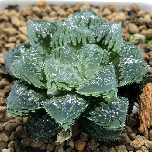 Real Live Succulent Cactus Plant :  Haworthia 'Magic Thorn'
