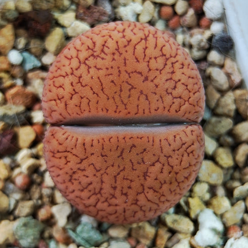 Lithops acucampiae var. koelemanii (de Boer) D.T.Cole : Real Live Succulent Lithops Pseudotruncatella Plant