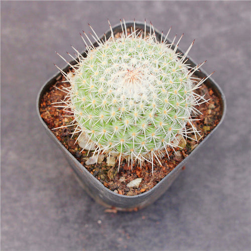 Mammillaria geminispina Haw. : Real Live Succulent Cactus Plant
