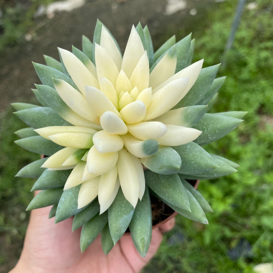 sedum sediforme succulent Real Live Succulent Cactus Plant : Sedum sediforme 'Variegata'