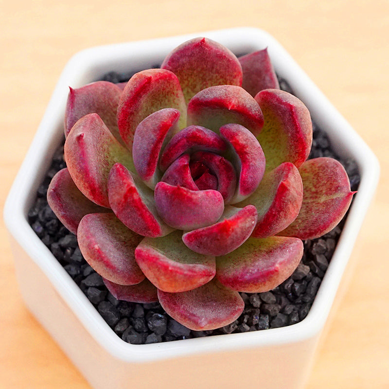 rose cactus succulent Real Live Succulent Cactus Plant : Echeveria Black Rose