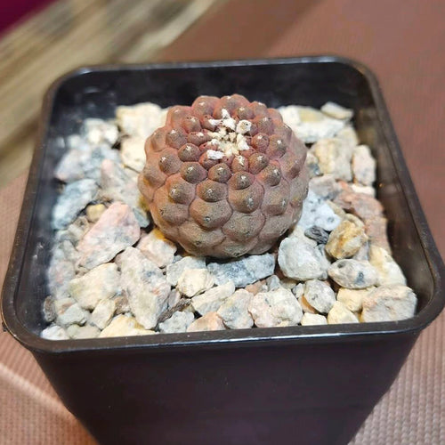 Real Live Succulent Cactus Plant :  Copiapoa hypogaea subsp. barquitensis