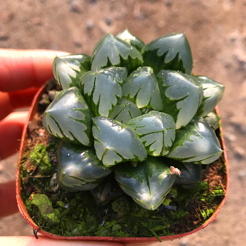 obtusa succulent Haworthia obtusa 'Wick' : Real Live Succulent Cactus Plant