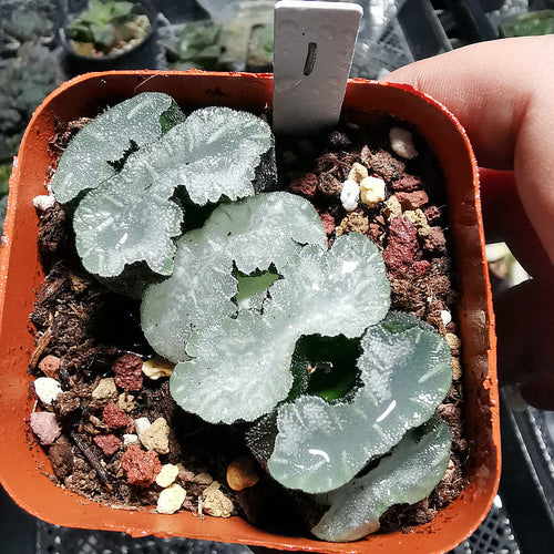 Real Live Succulent Cactus Plant :  Haworthia truncata Mammoth