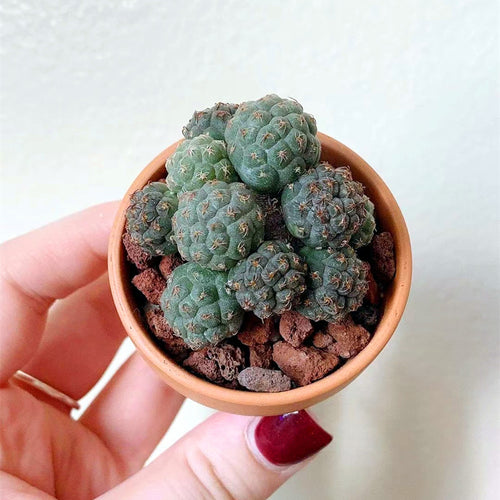 Real Live Succulent Cactus Plant :  Puna bonnieae Maihueniopsis bonnieae