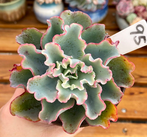 Real Live Succulent Cactus Plant :  Echeveria 'Aquarius'