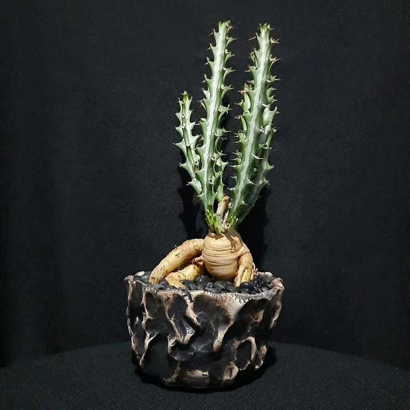 Real Live Succulent Cactus Plant :  Euphorbia Knuthii