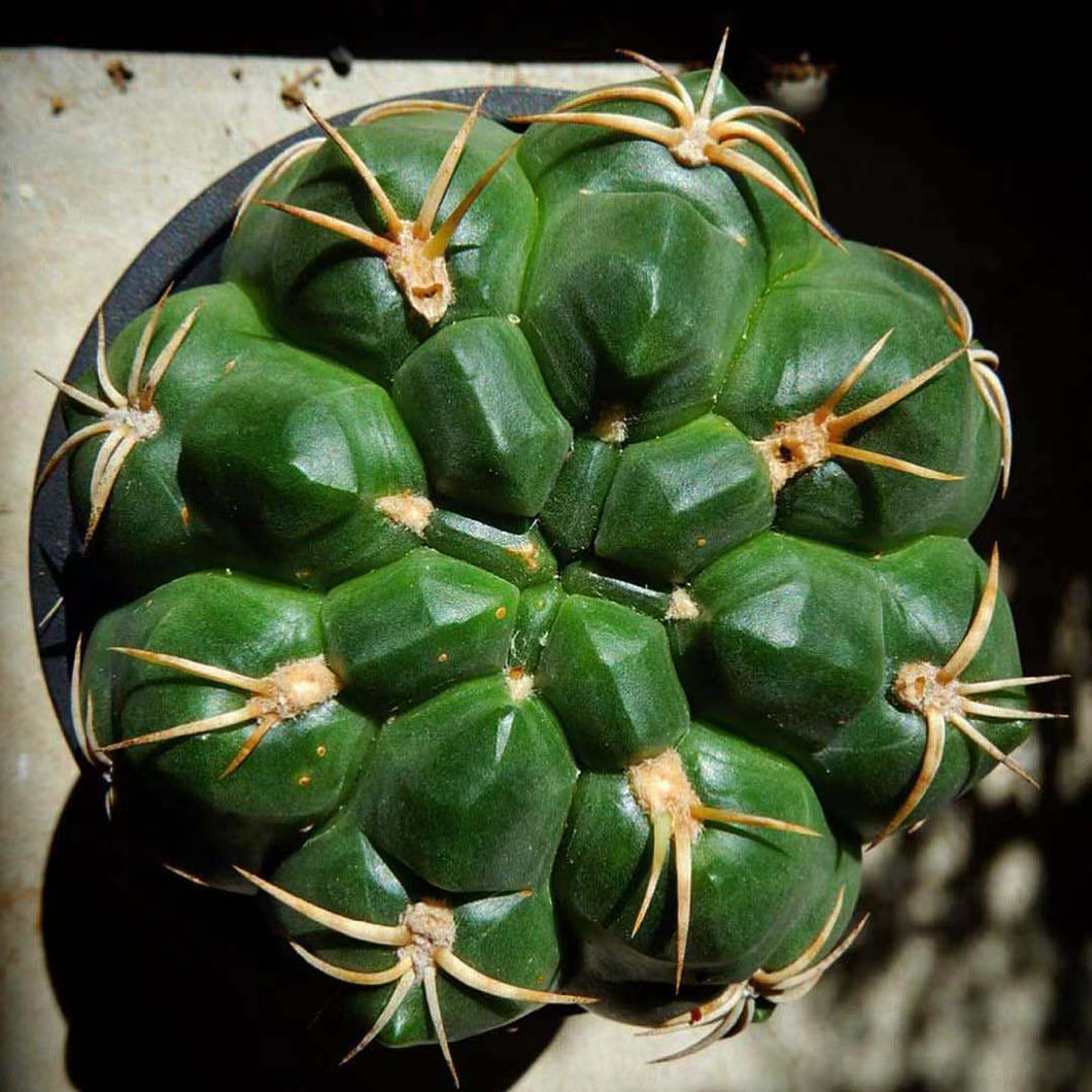 Real Live Succulent Cactus Plant :  Gymnocalycium denudatum
