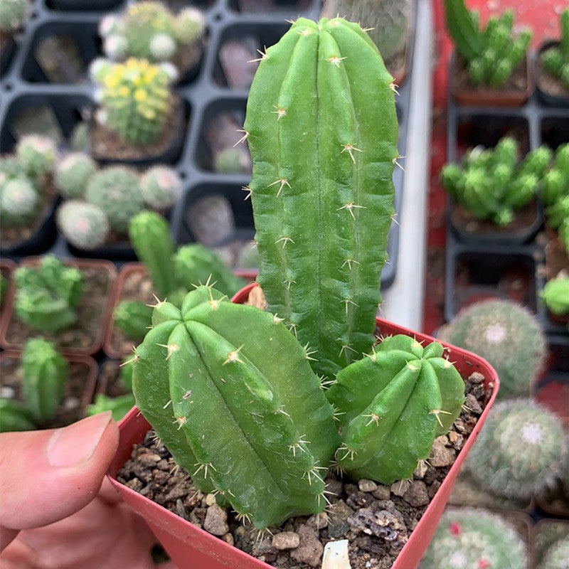 Real Live Succulent Cactus Plant : Echinocereus viereckii subs. morric –  Succulent Zone