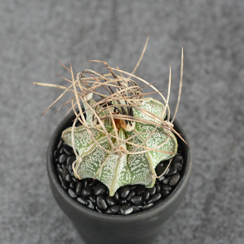 Astrophytum capricorne var. crassisplnum (H. Möller) Okum. : Real Live Succulent Cactus Plant