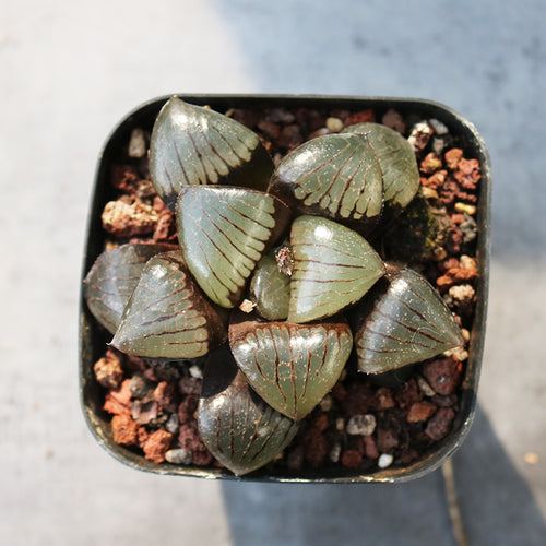 Haworthia 'Sun Moon Lake' : Real Live Succulent Cactus Plant