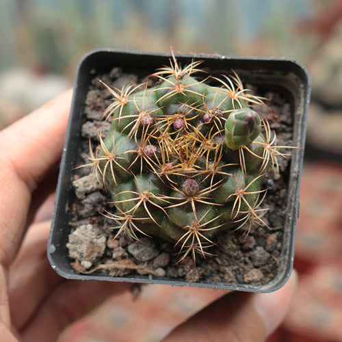 Gymnocalycium damsii (K. Schum.) Br. et R. : Real Live Succulent Cactus Plant