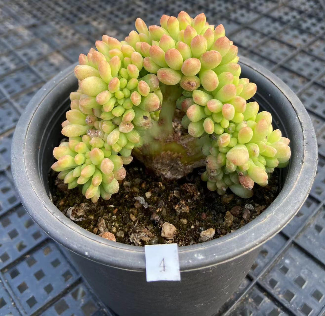 sedum pachyphyllum succulent Real Live Succulent Cactus Plant : Sedum pachyphyllum 'Cristata'