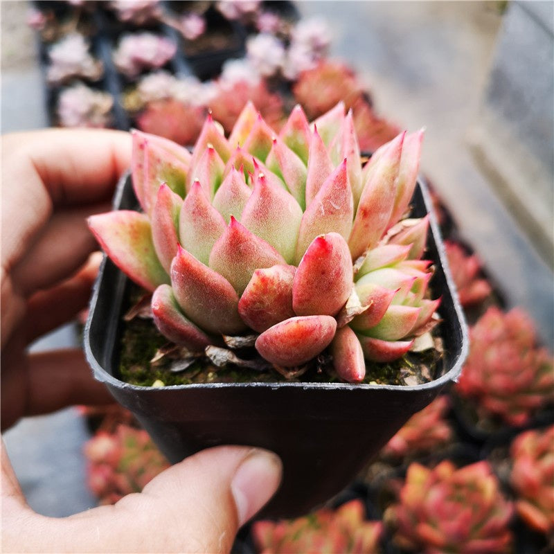 Real Live Succulent Cactus Plant : Echeveria agavoides 'Red Wax'