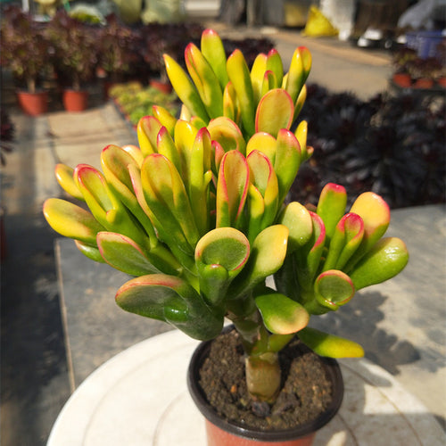 Real Live Succulent Cactus Plant :  Crassula ovata 'Hobbit'