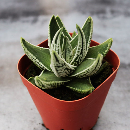 Haworthia pumila 'Koutei' : Real Live Succulent Cactus Plant