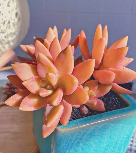 Real Live Succulent Cactus Plant :  Echeveria 'Pudding'