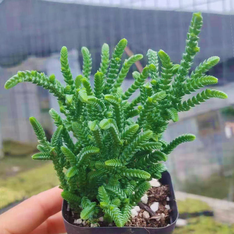 crassula lycopodioides succulent Real Live Succulent Cactus Plant : Crassula lycopodioides – Succulent Zone