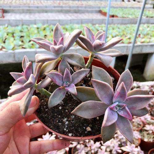 Graptopetalum paraguayense 'Hancailian' : Real Live Succulent Cactus Plant