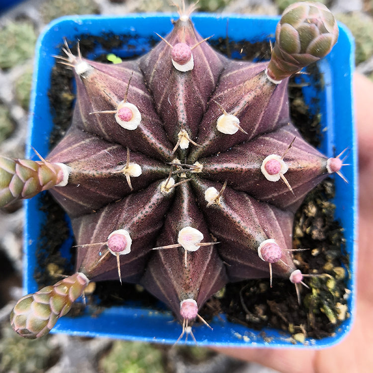 Real Live Succulent Cactus Plant : Gymnocalycium Mihanovichii – Succulent  Zone