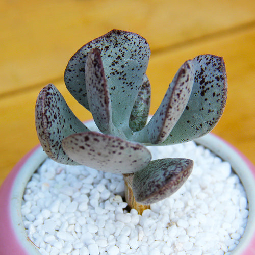 Real Live Succulent Cactus Plant :  Adromischus caryophyllaceus