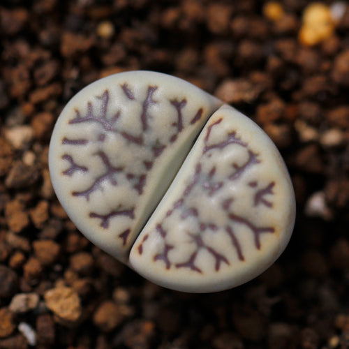 L. bromfieldii var. mennellii (L. Bolus) B. Fearn : Real Live Succulent Lithops Pseudotruncatella Plant