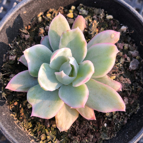 Real Live Succulent Cactus Plant :  Echeveria 'Berkeley' variegata