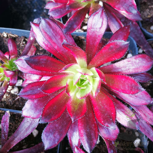 Real Live Succulent Cactus Plant :  Aeonium Mardi Gras