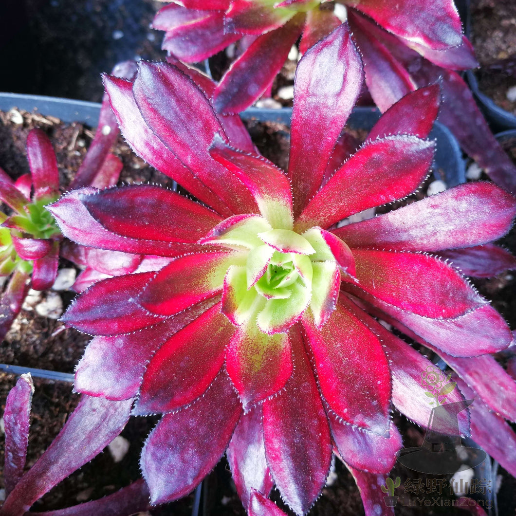 aeonium mardi gras succulent Real Live Succulent Cactus Plant : Aeonium Mardi Gras – Succulent Zone