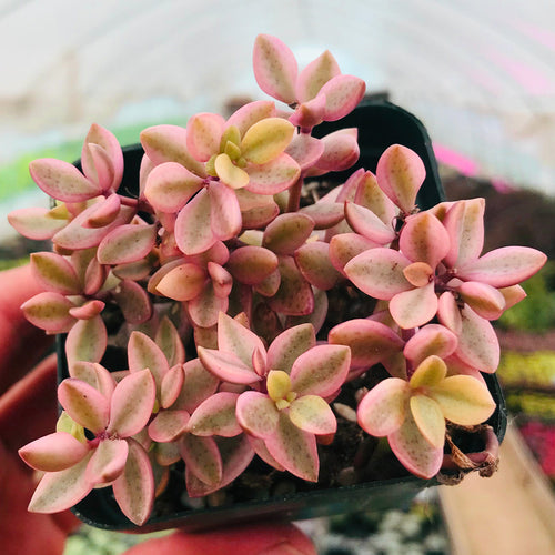 Real Live Succulent Cactus Plant :  Crassula volkensii Engl.