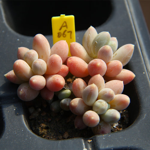 Pachyphytum oviferum 'Kyobijin' : Real Live Succulent Cactus Plant