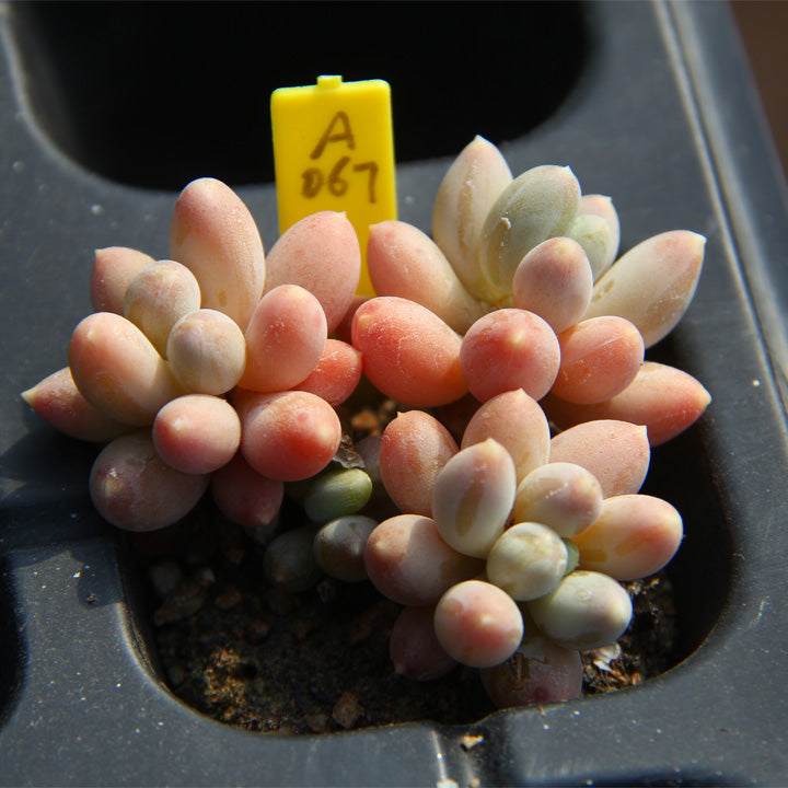 live succulents for sale Pachyphytum oviferum 'Kyobijin' : Real Live Succulent Cactus Plant – Succulent Zone