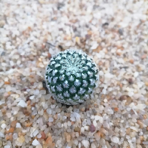 Real Live Succulent Cactus Plant :  Turbinicarpus x pulcherrimus